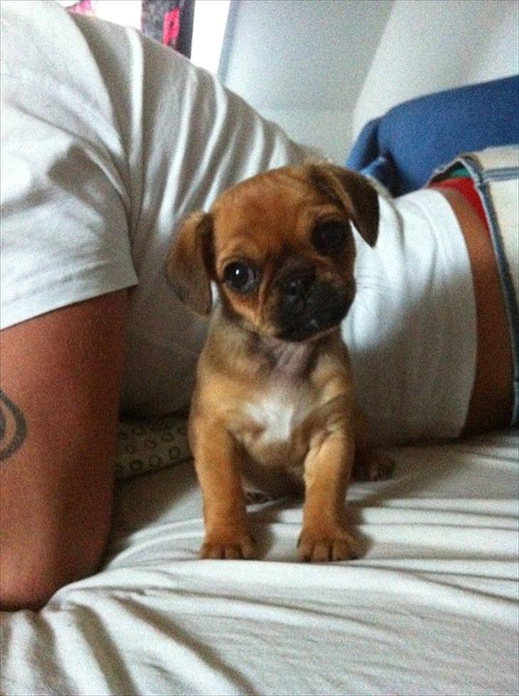 Blanding af racer Freja  - jeg elsker og få taget billeder ! billede 5