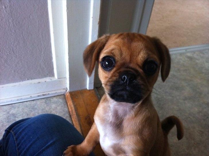 Blanding af racer Freja  - heeeeej derude (: ! billede 6