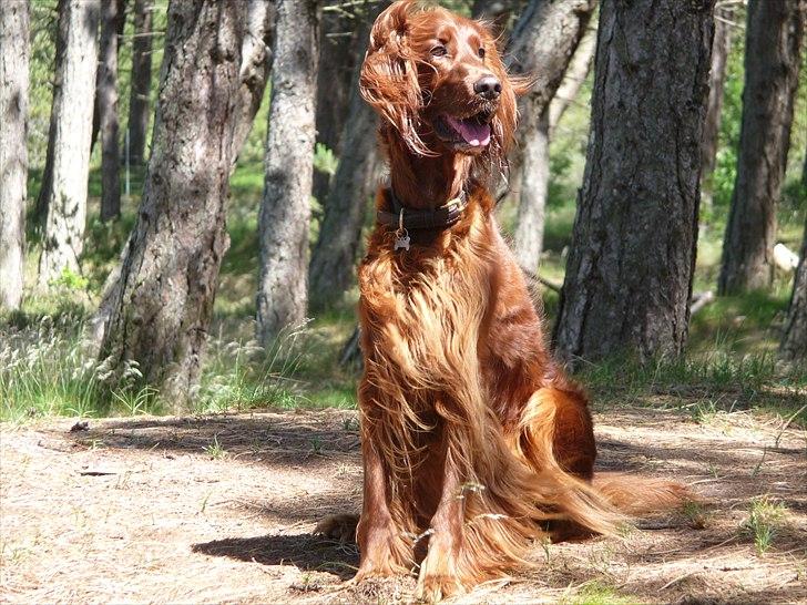 Irsk setter Highland Flowers A New Dawn "Tessa" billede 1