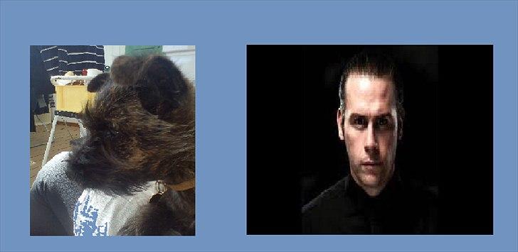 Cairn terrier Liam Jeg Vil Fortsat Elske Dig <3 - Liam er oopkalt efter L.O.C billede 6