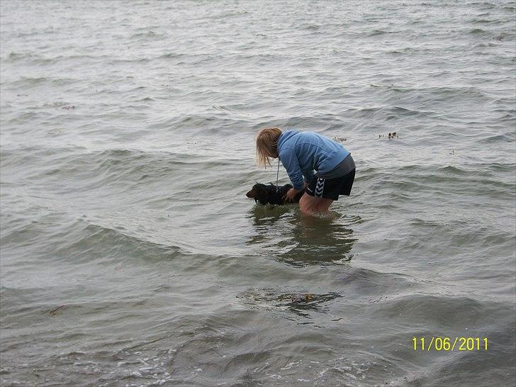 Dværggravhund Noah billede 20