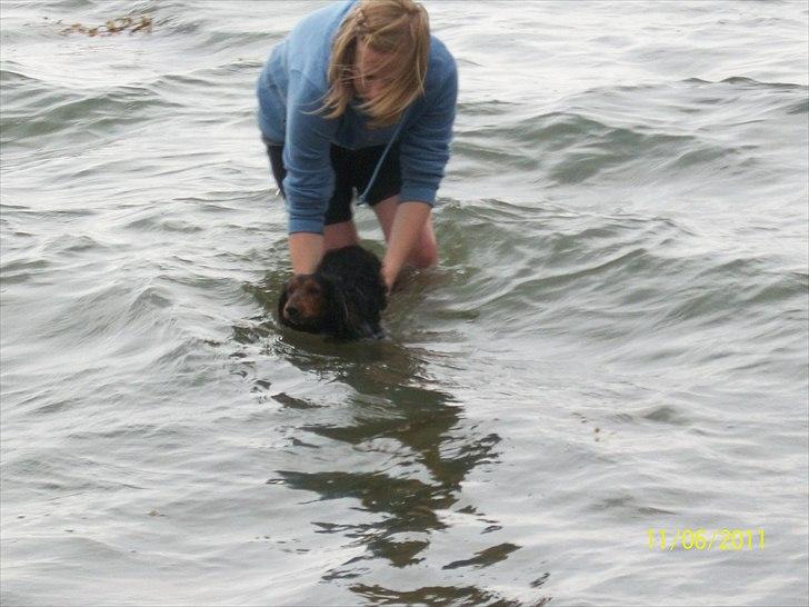 Dværggravhund Noah billede 9