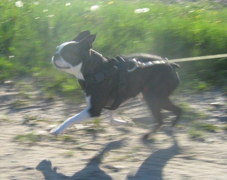Boston terrier Kaj - En almindelig gåtur i fri trav billede 1