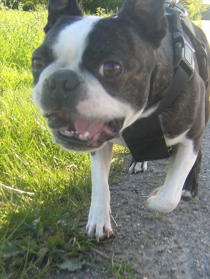 Boston terrier Kaj - "Lad os så komme afsted" billede 2