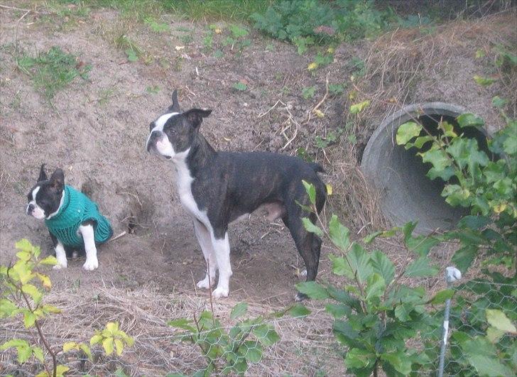 Boston terrier Kaj - Man kan da godt passe på den lille, hvis man nu skal. billede 3