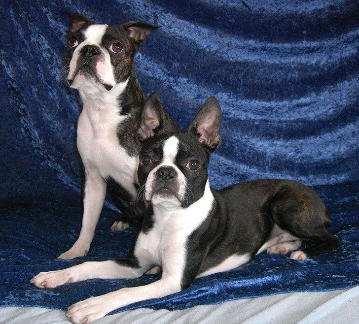 Boston terrier Kaj - Sammen med Tami billede 4