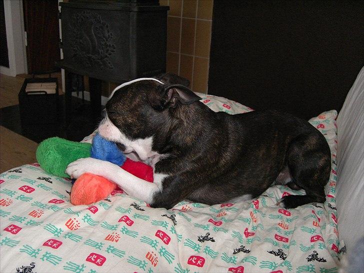 Boston terrier Kaj - Ynglingsbamsen, når der skal slappes af. billede 5