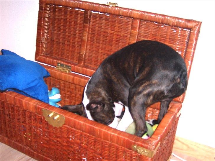 Boston terrier Kaj - "Hvor er den tyggeting ?" billede 6