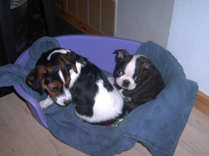 Boston terrier Kaj - Baby Kaj med stedbror Fenris billede 7