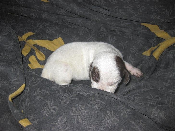 Blanding af racer Sonja  - Sonja som baby hos avler :)  billede 14