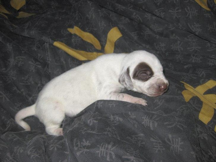 Blanding af racer Sonja  - Sonja som baby hos avler :)  billede 15