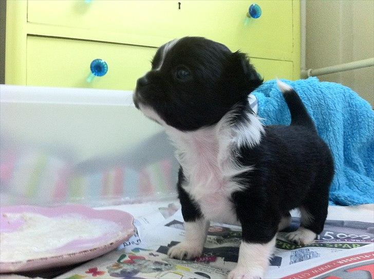 Chihuahua Domino billede 2