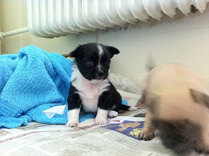 Chihuahua Domino billede 3