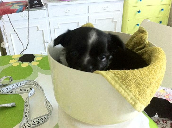 Chihuahua Domino billede 4