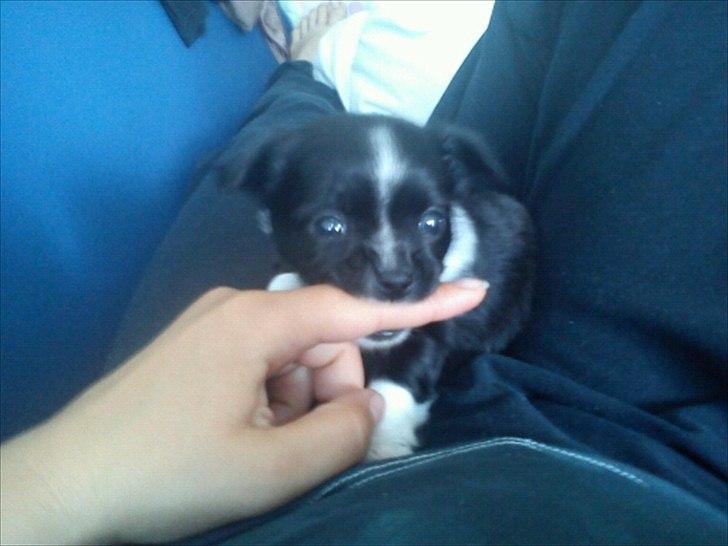 Chihuahua Domino billede 5