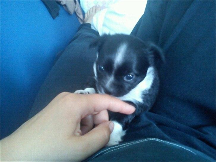 Chihuahua Domino billede 6