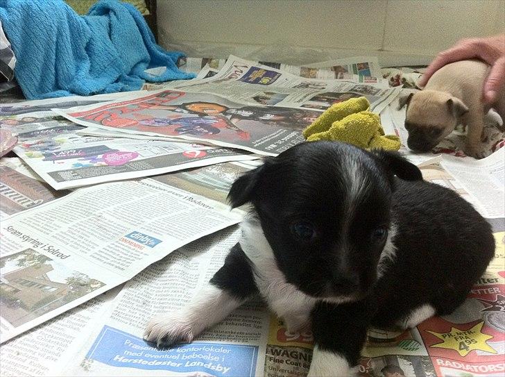 Chihuahua Domino billede 7