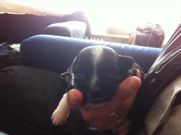 Chihuahua Domino billede 8