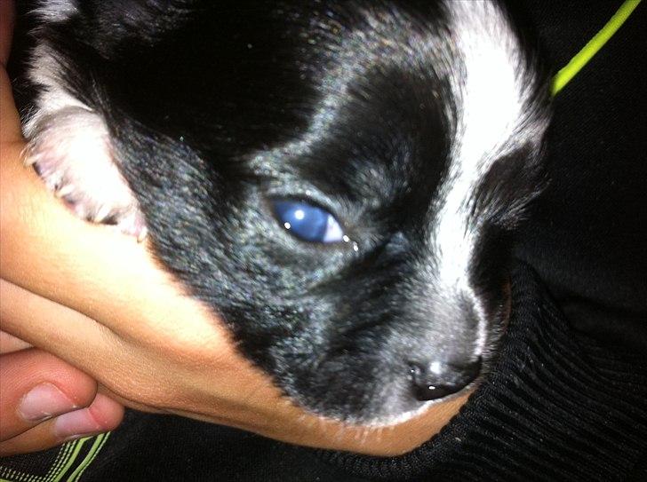 Chihuahua Domino billede 9