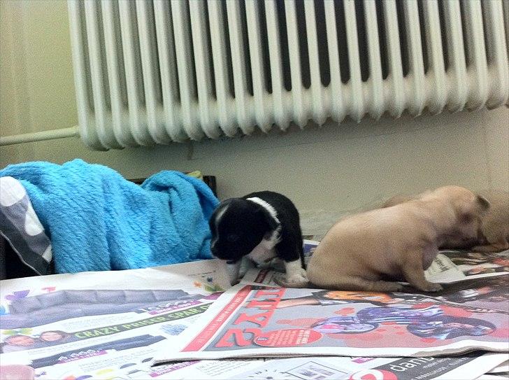 Chihuahua Domino billede 10