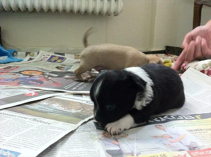 Chihuahua Domino billede 11