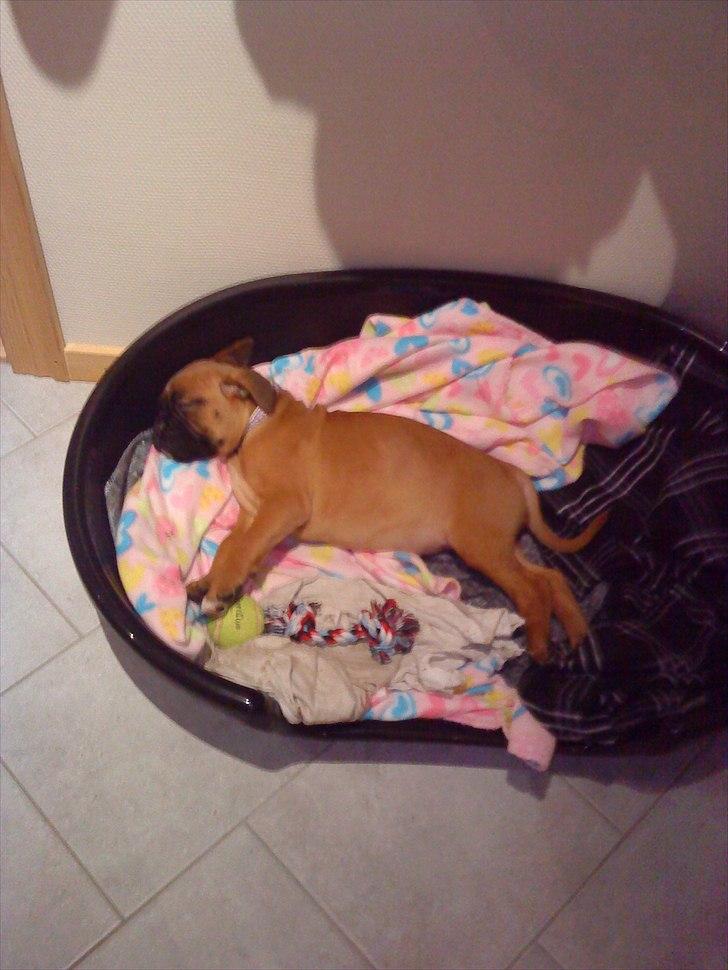 Boxer Nanna billede 14