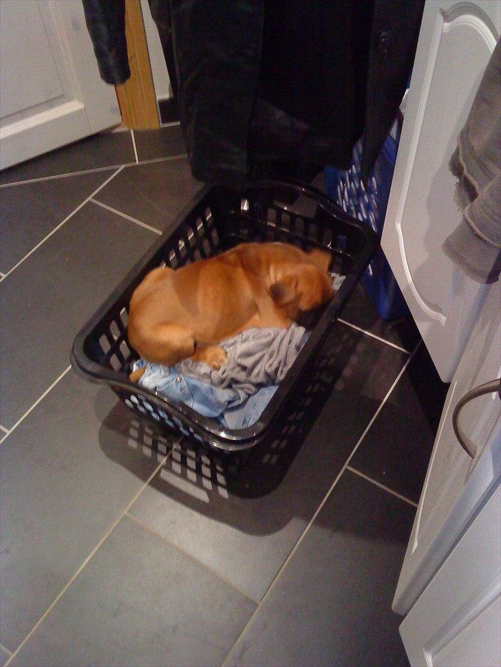 Boxer Nanna billede 15