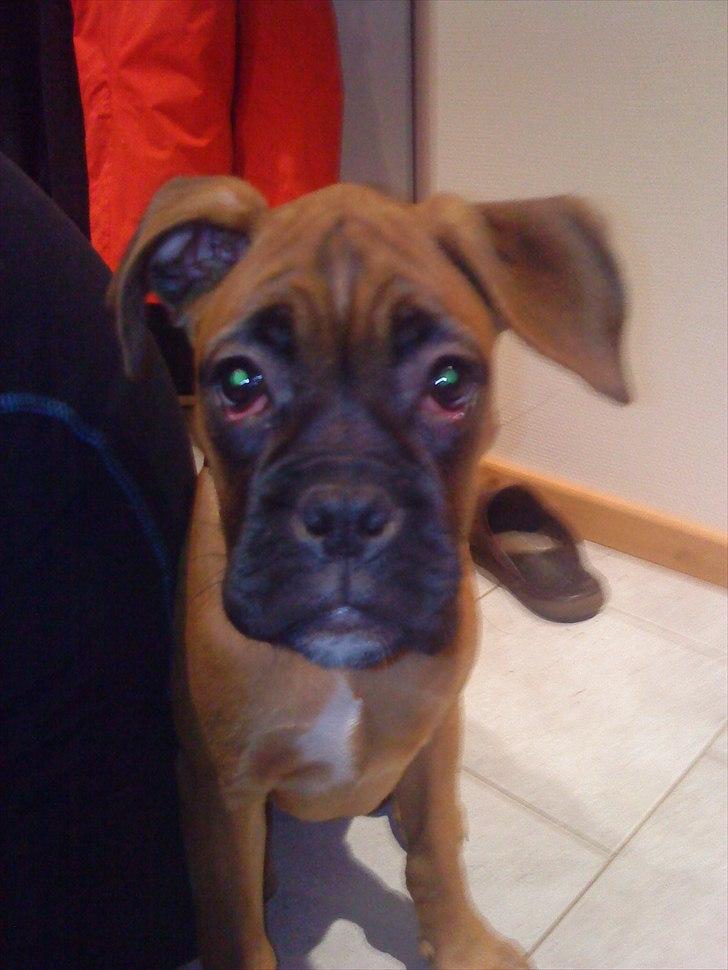 Boxer Nanna billede 16