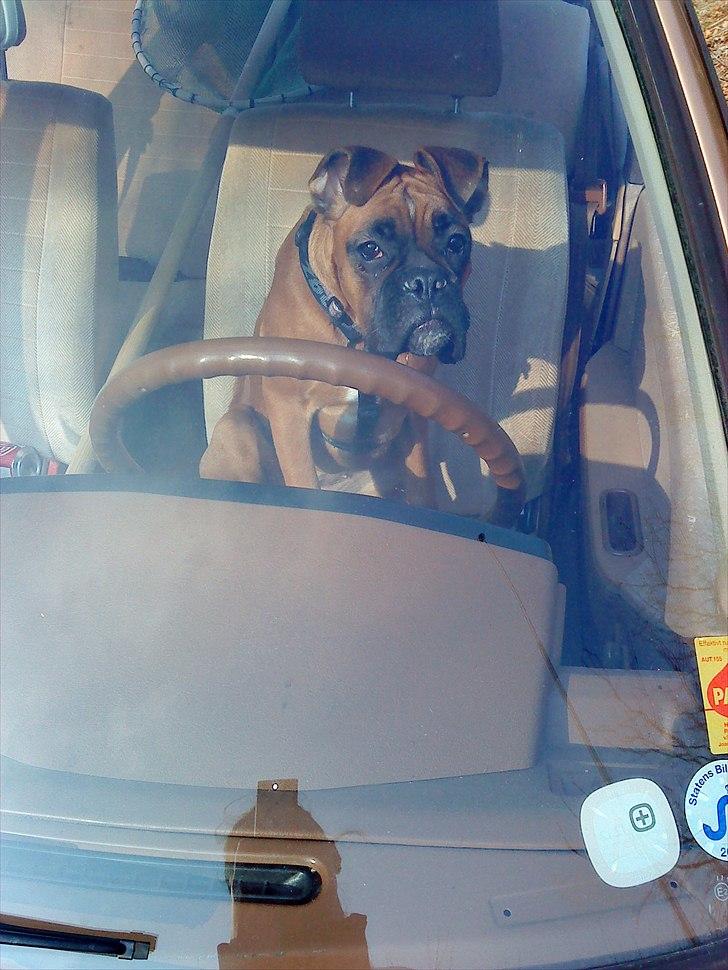 Boxer Nanna billede 17