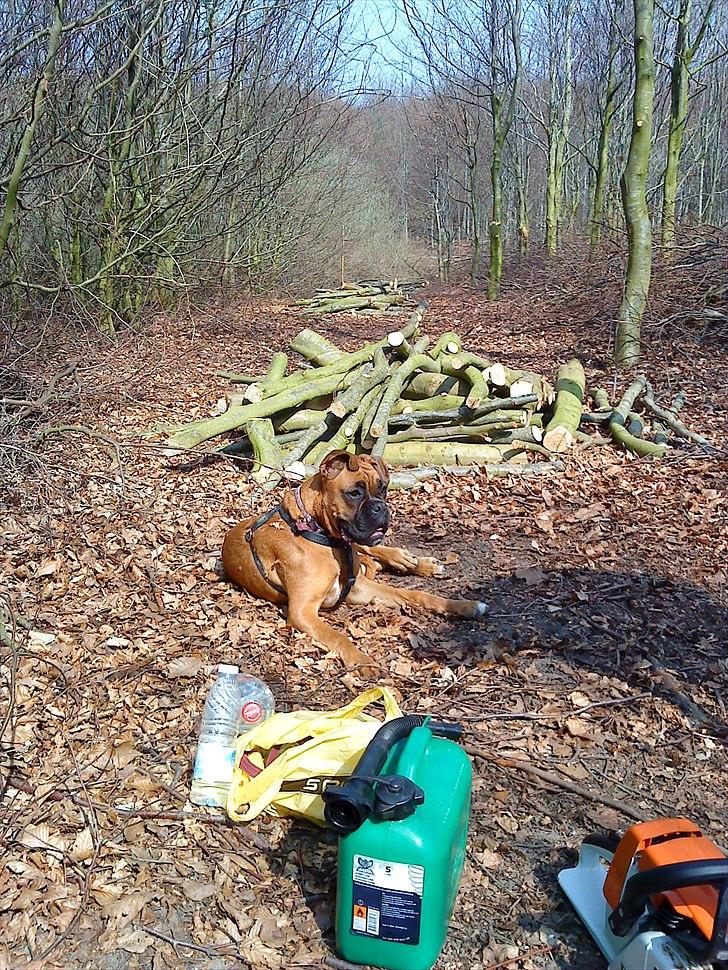 Boxer Nanna - Total hyggelig at fælde pind i skoven :) billede 18