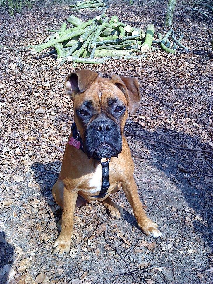 Boxer Nanna - I love you !! billede 19