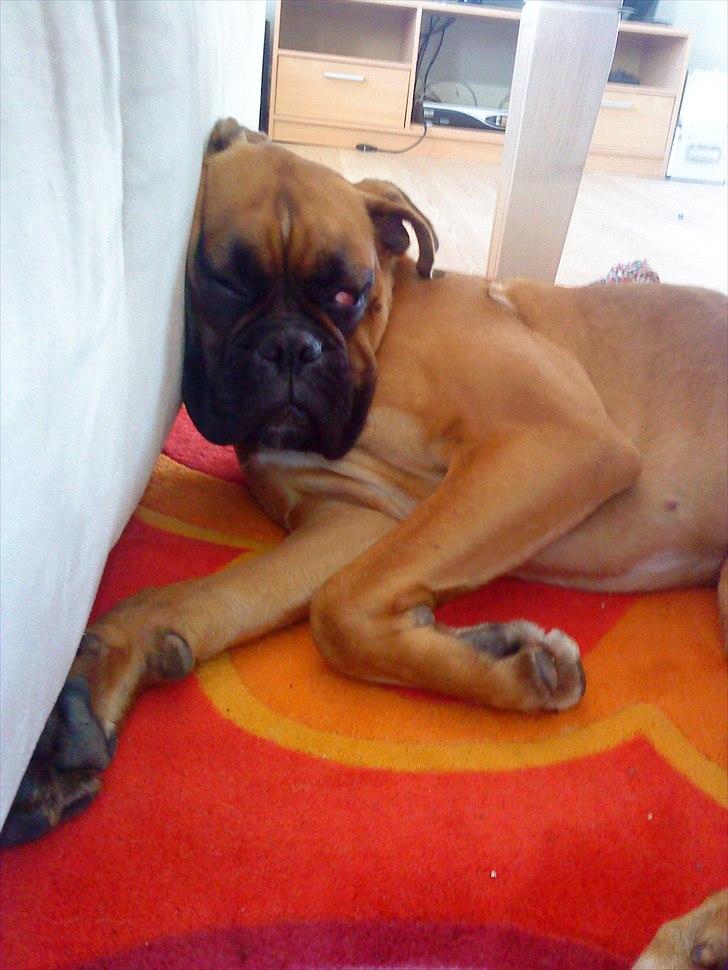 Boxer Nanna - Man blir såååå træt når man er en lille krudtugle... billede 20