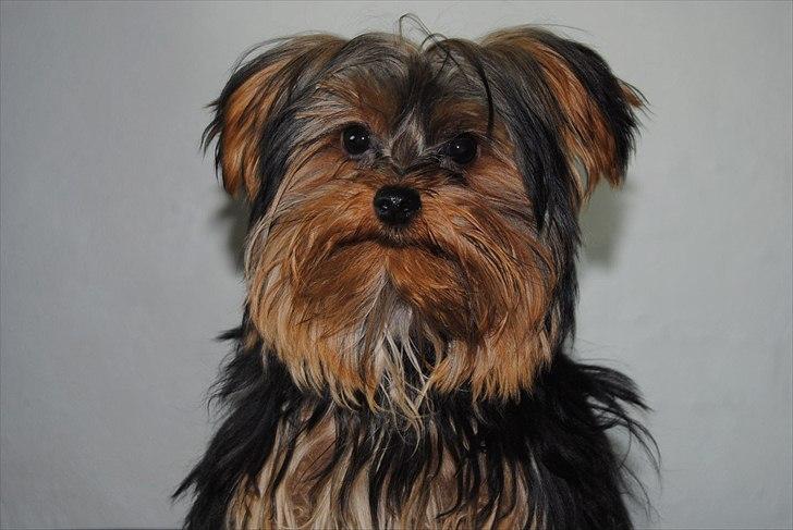 Yorkshire terrier Little Big horns Albert - sweety billede 3