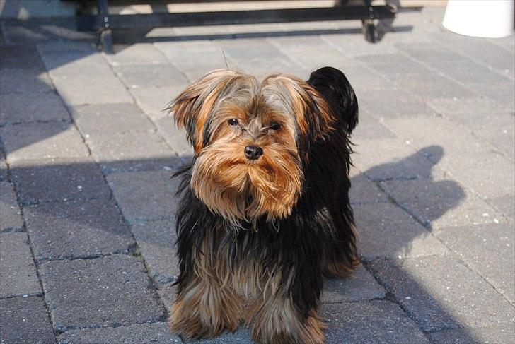 Yorkshire terrier Little Big horns Albert - hej med jer!:-D billede 8