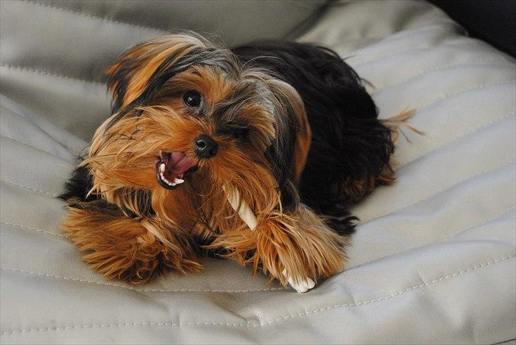 Yorkshire terrier Little Big horns Albert - den er god den der:-P billede 11