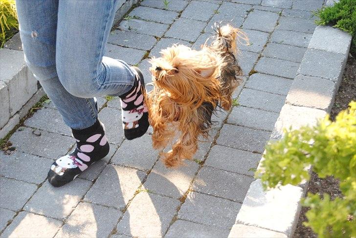 Yorkshire terrier Bertha - du er alt for dejlig prinsesse(-: billede 11