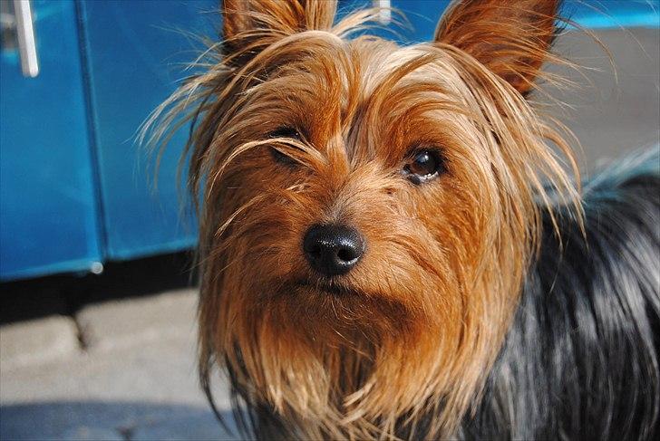 Yorkshire terrier *Little big horns Karla* - smukke hund:-P billede 19