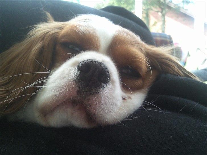 Cavalier king charles spaniel Lucy - En meget træt hund efter en meget hård dag :D billede 7