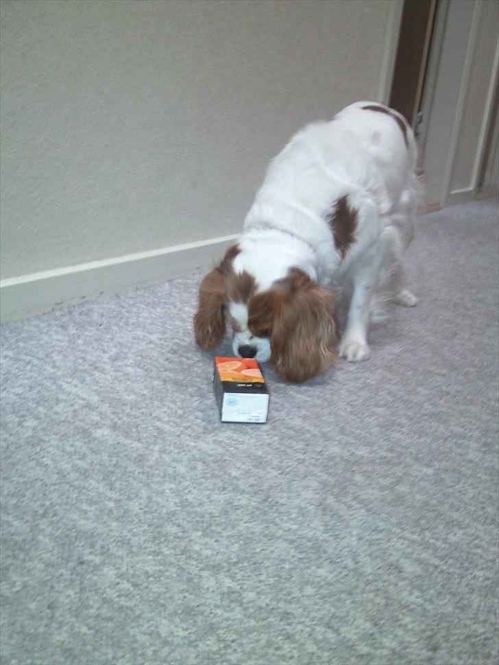 Cavalier king charles spaniel Lucy - Lucy der leger med en juicekarton hun lige har funde. Først var den farlig men så duftede den godt :D billede 8