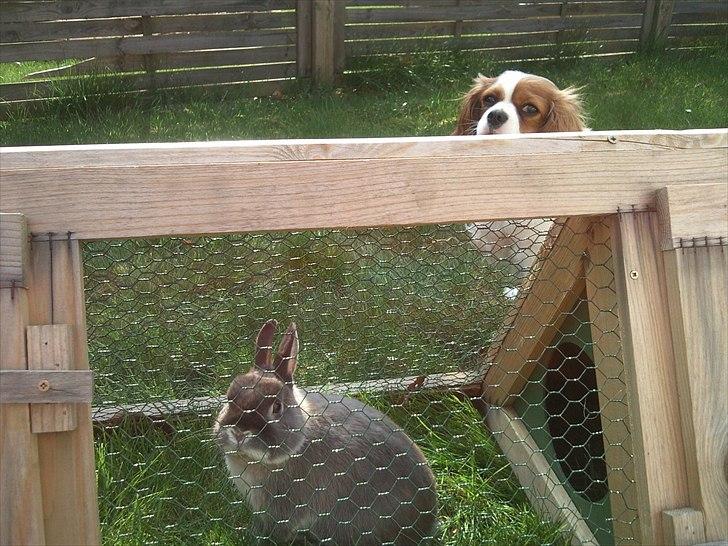 Cavalier king charles spaniel Lucy - Lucy og hendes gode kanin ven noddy :D de leger ude på græsset hver sommer billede 9