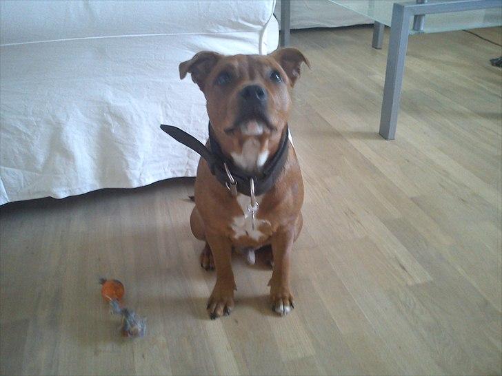 Staffordshire bull terrier Tovdal Bullet billede 5