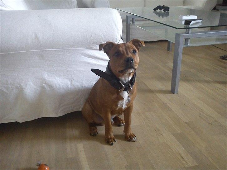 Staffordshire bull terrier Tovdal Bullet billede 6