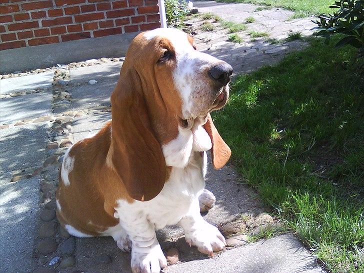 Basset hound Polly billede 1