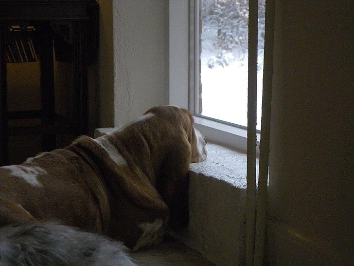 Basset hound Polly billede 2