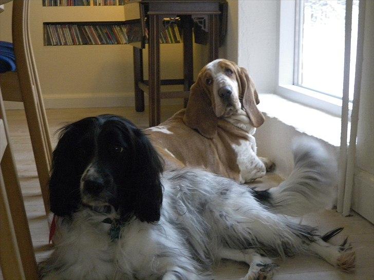 Basset hound Polly billede 3