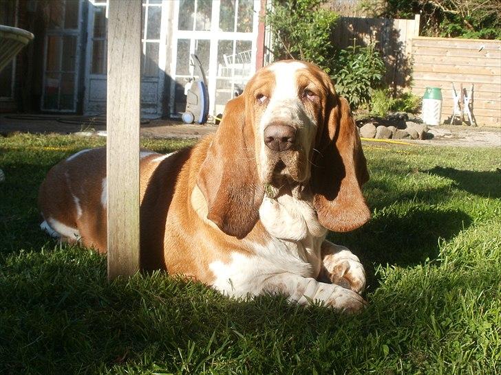 Basset hound Polly billede 4