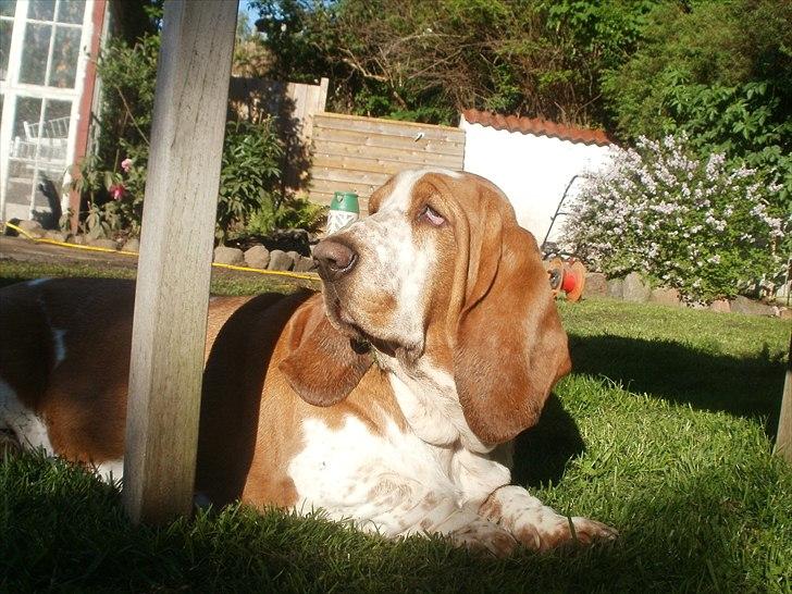Basset hound Polly billede 5