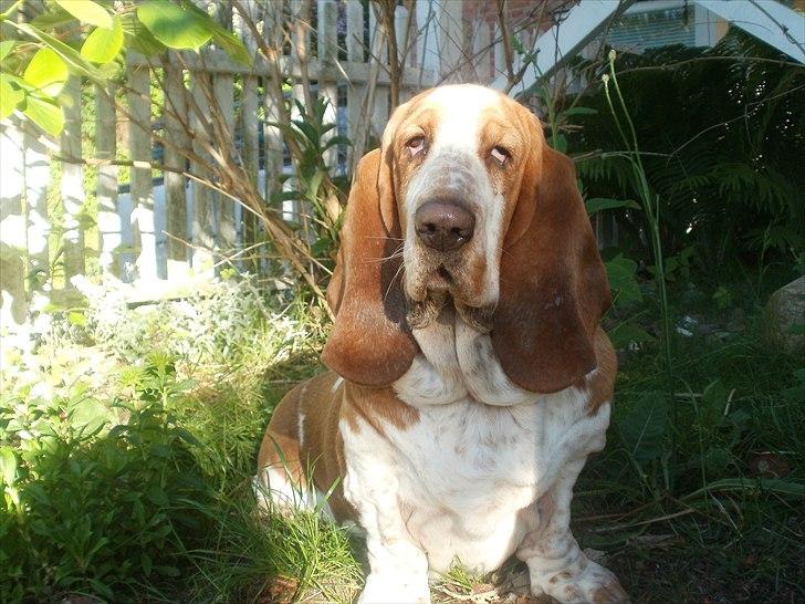 Basset hound Polly billede 6