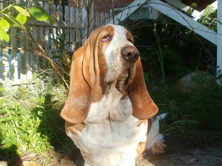 Basset hound Polly billede 7