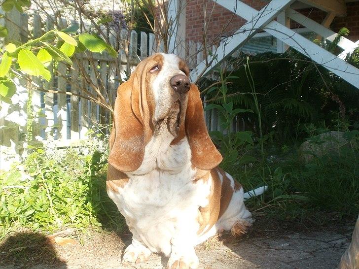 Basset hound Polly billede 8